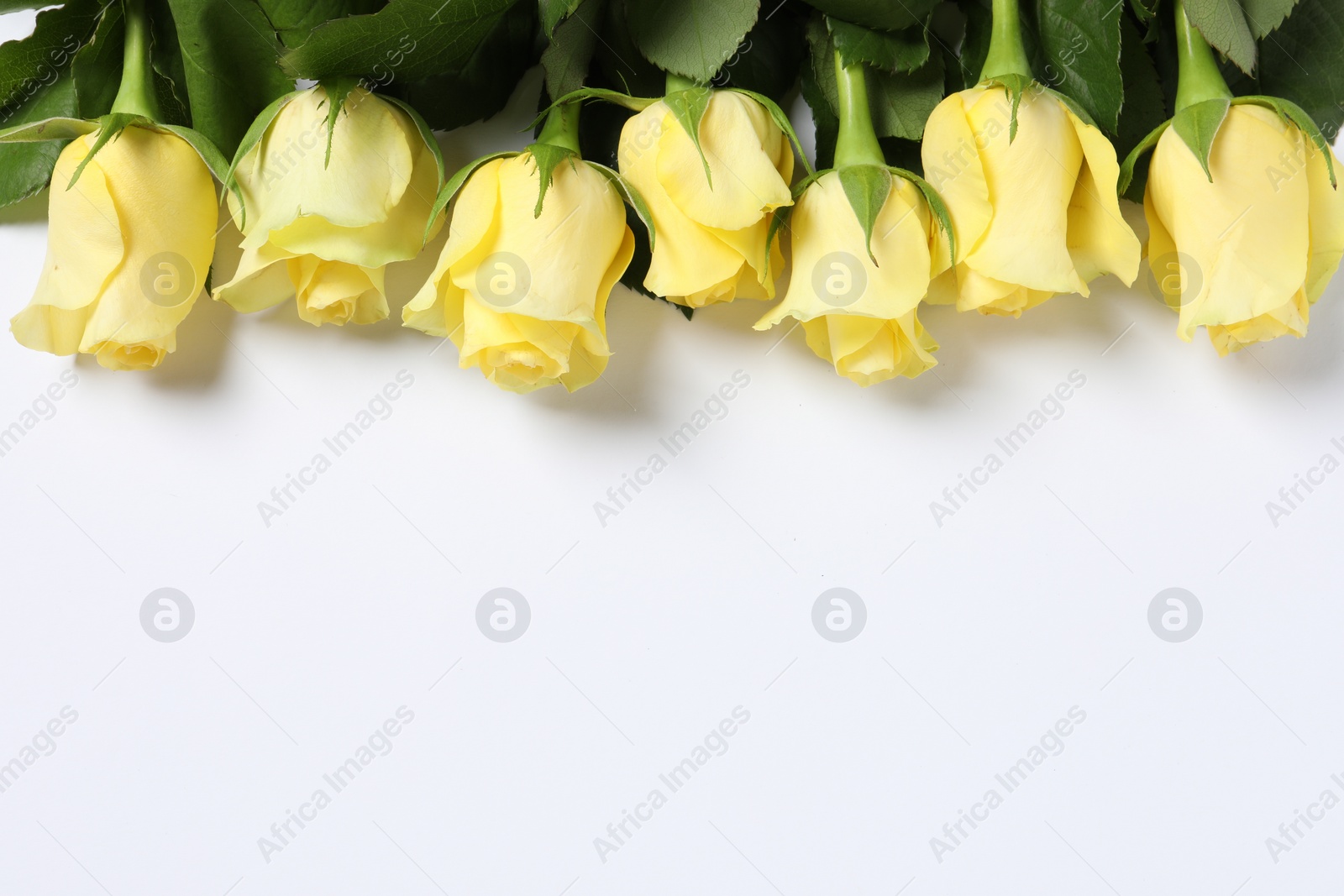 Photo of Beautiful yellow roses on white background, top view. Space for text