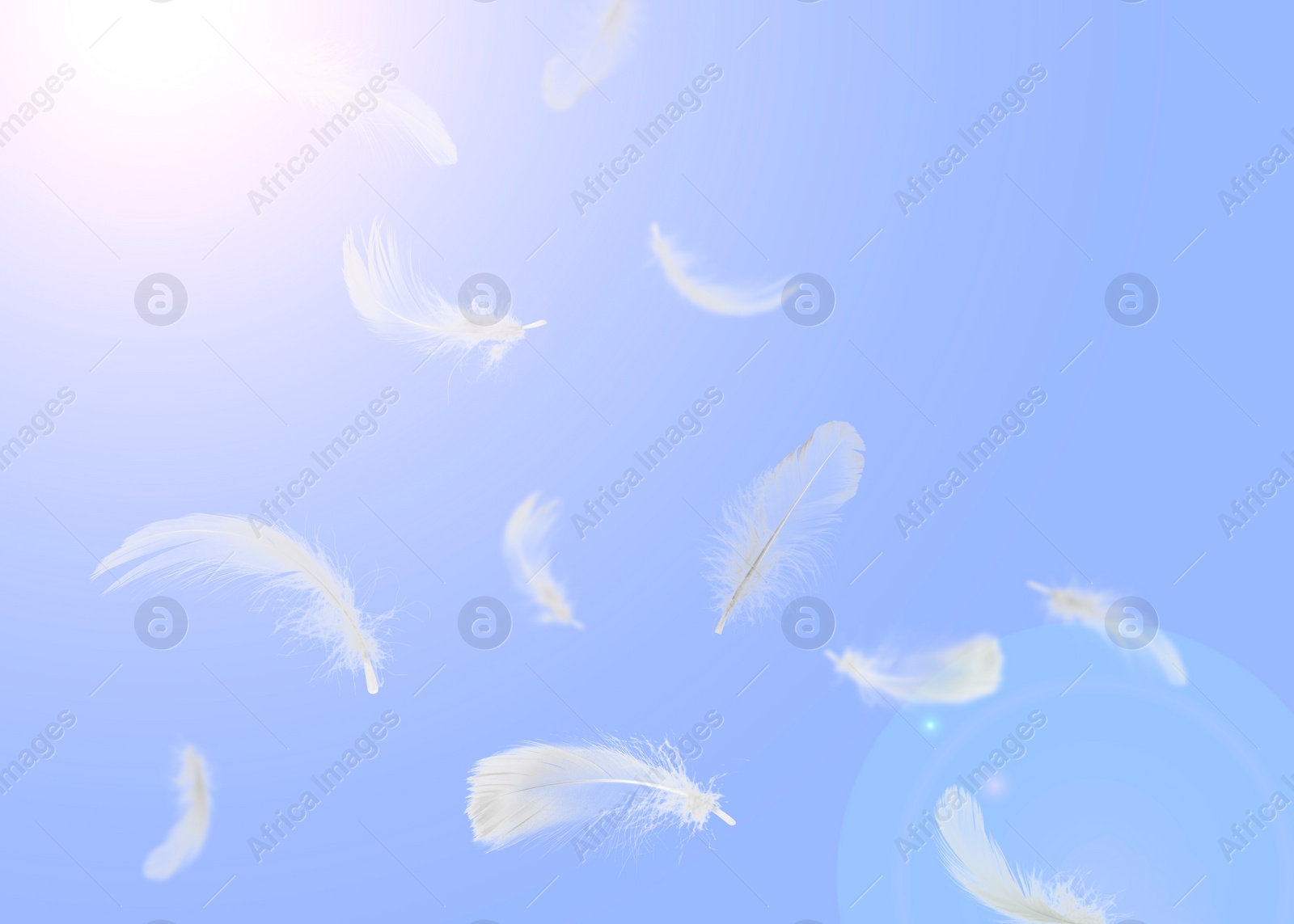 Image of Fluffy bird feathers falling on violet background