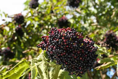 Photo of Tasty elderberries (Sambucus) growing on bush outdoors