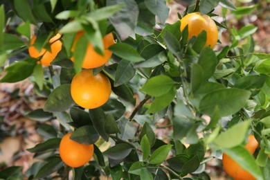 Photo of Fresh ripe oranges growing on tree outdoors