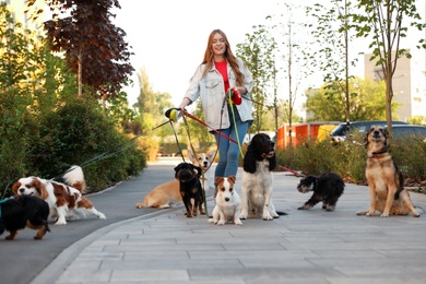 Photo of Young woman walking adorable dogs in park