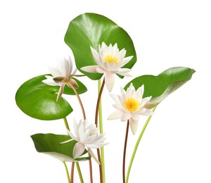 Image of Beautiful lotus flowers with long stems isolated on white