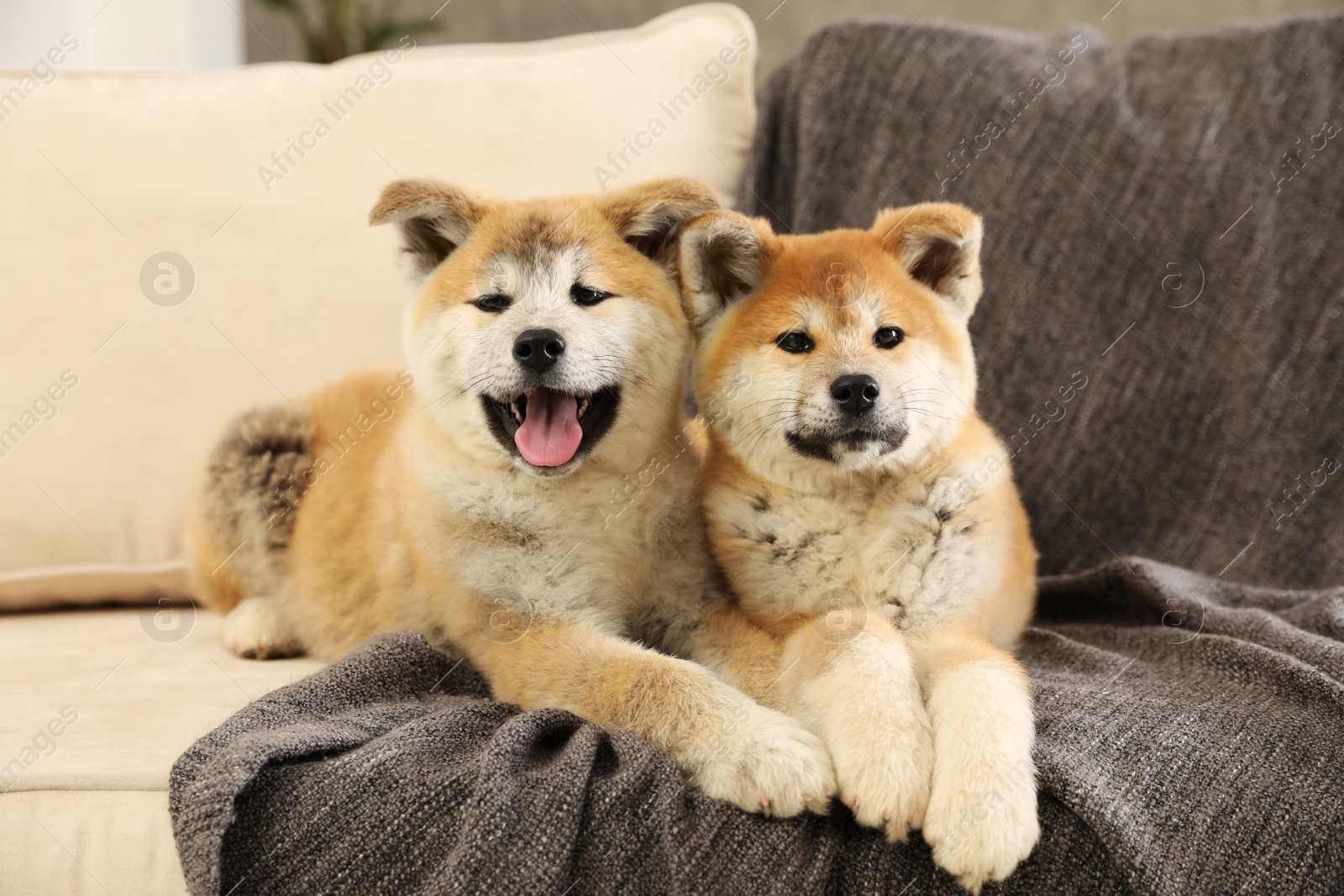 Photo of Cute akita inu puppies on sofa in living room