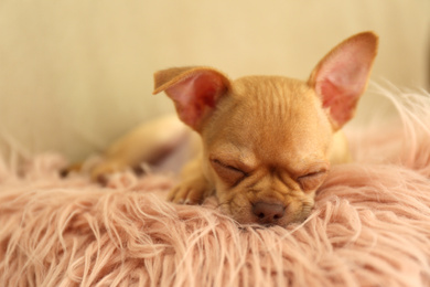 Cute Chihuahua puppy sleeping on faux fur indoors. Baby animal