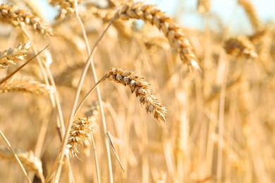 Photo of Beautiful ears of wheat in field, closeup