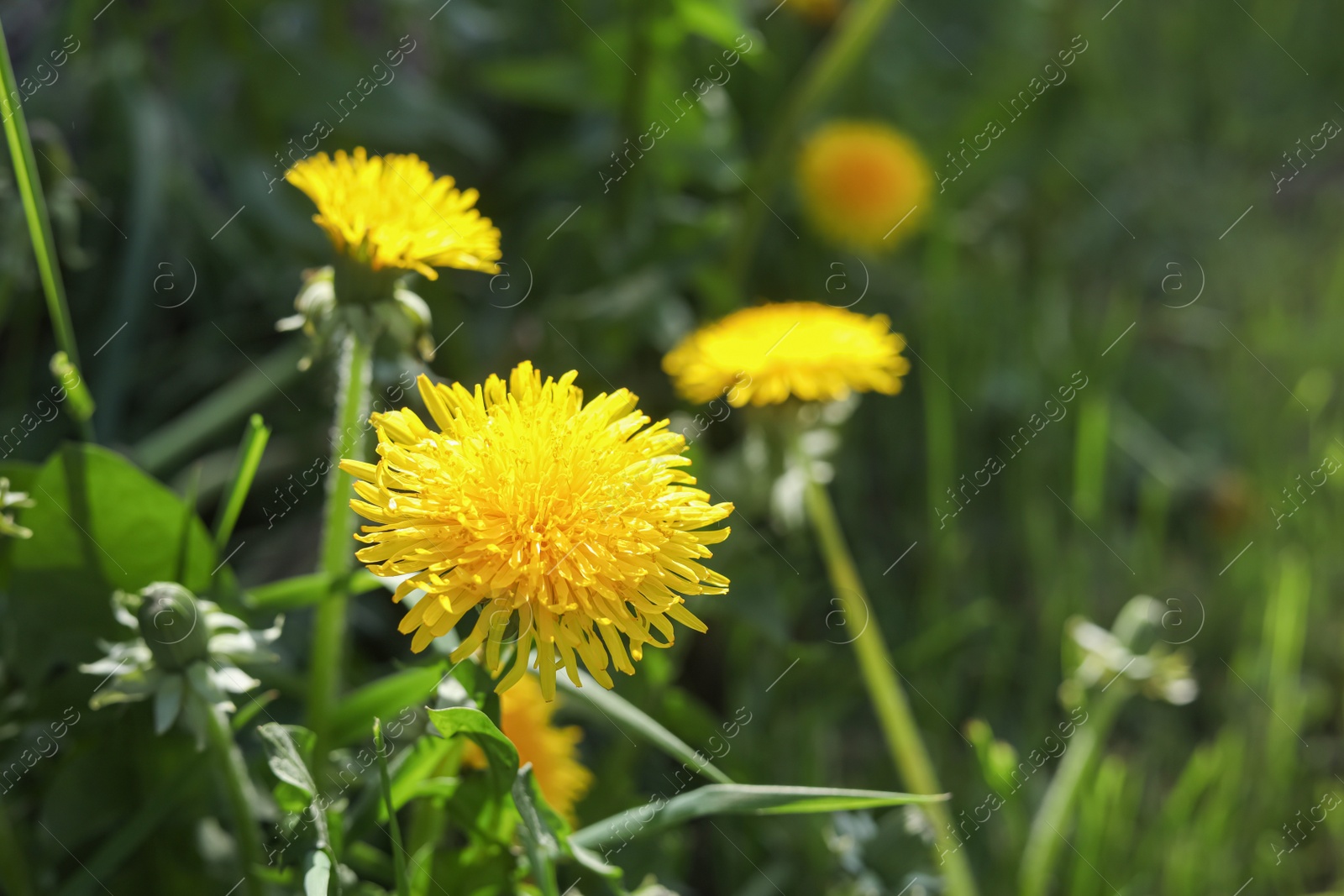 Photo of Beautiful bright yellow dandelions on sunny day, closeup