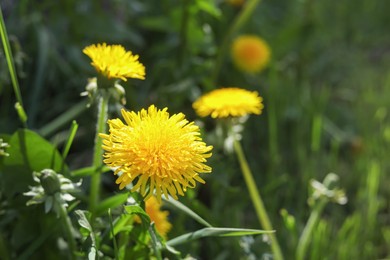 Photo of Beautiful bright yellow dandelions on sunny day, closeup