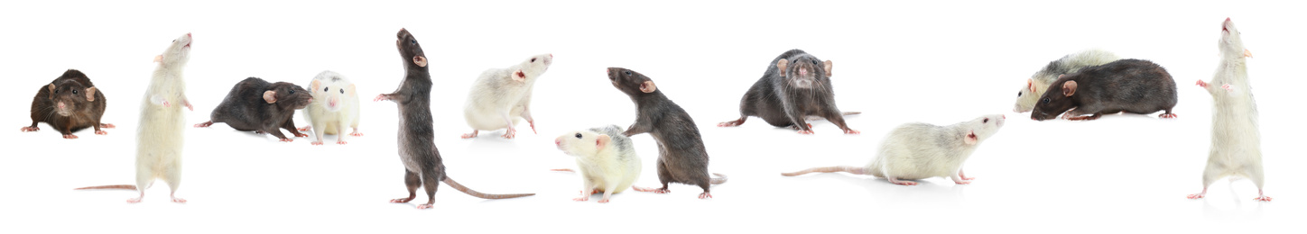 Image of Set of cute little rats on white background. Banner design