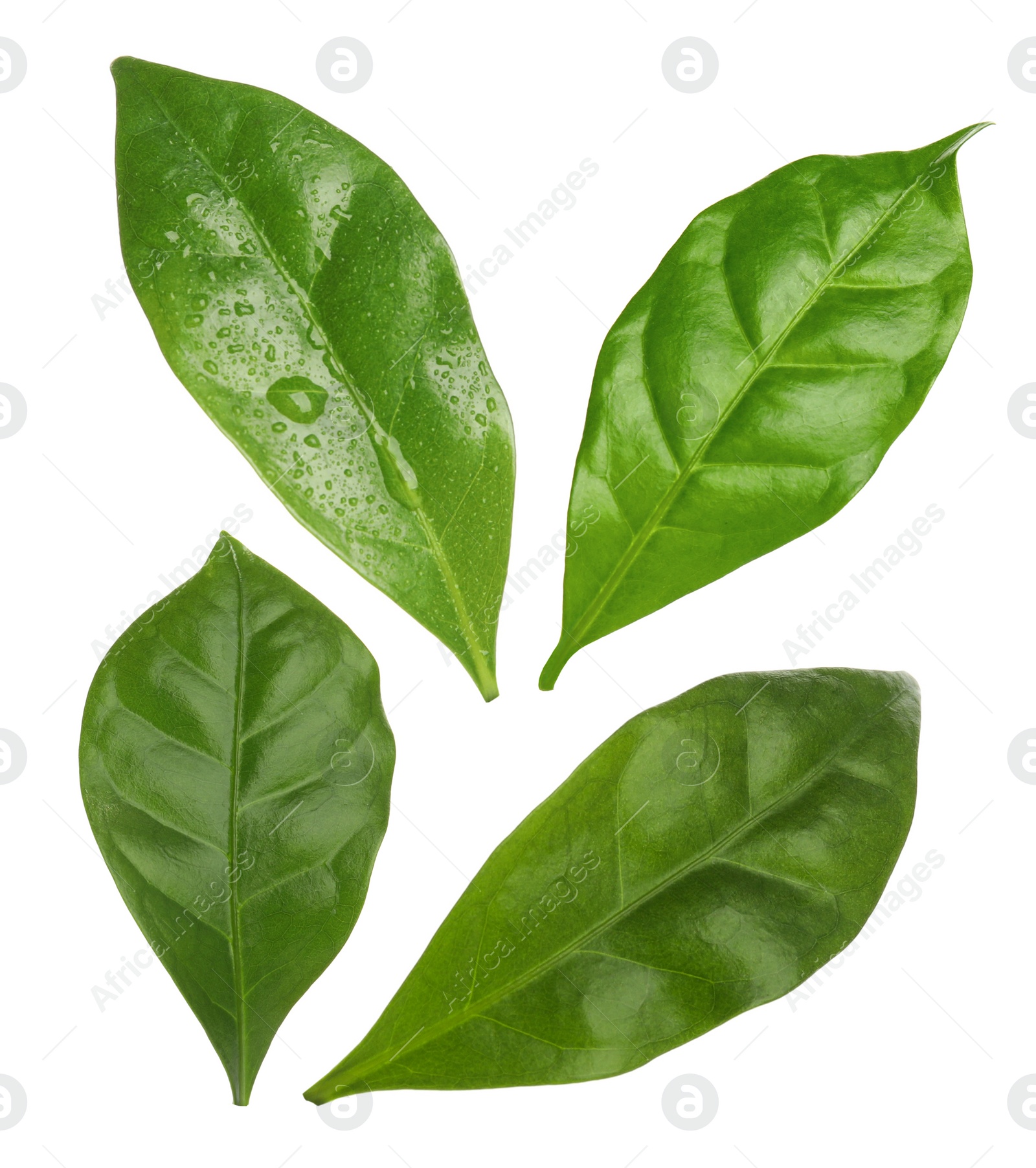 Image of Set with fresh green leaves of coffee plant on white background