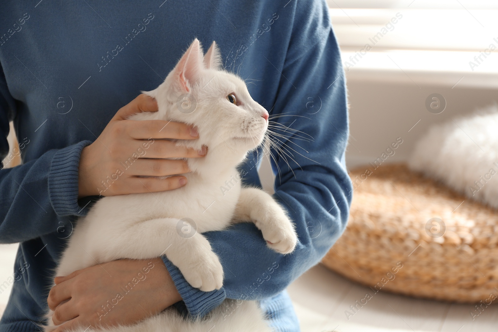 Photo of Young woman with her beautiful white cat at home, closeup. Fluffy pet