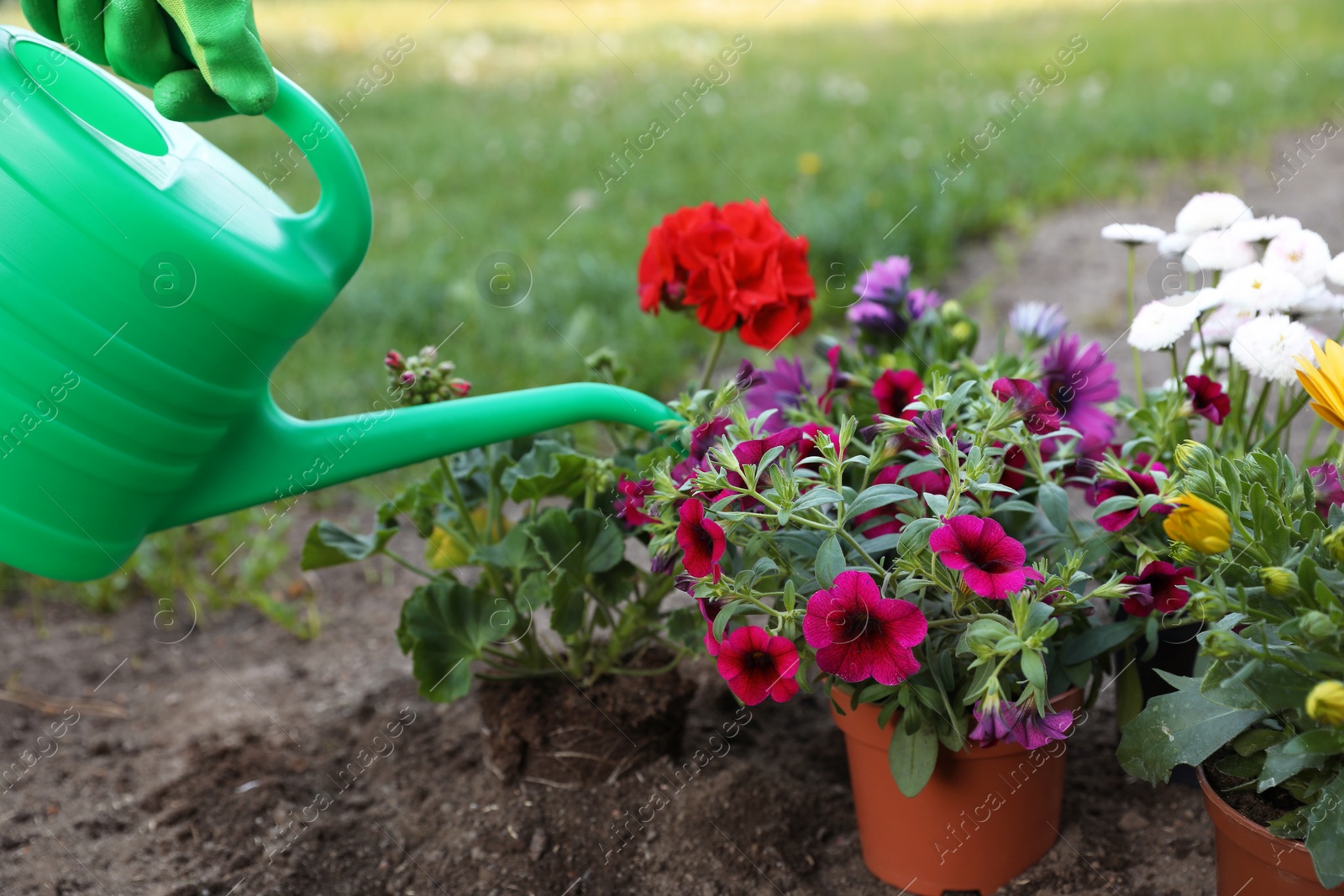 Photo of Woman watering beautiful blooming flowers outdoors, closeup