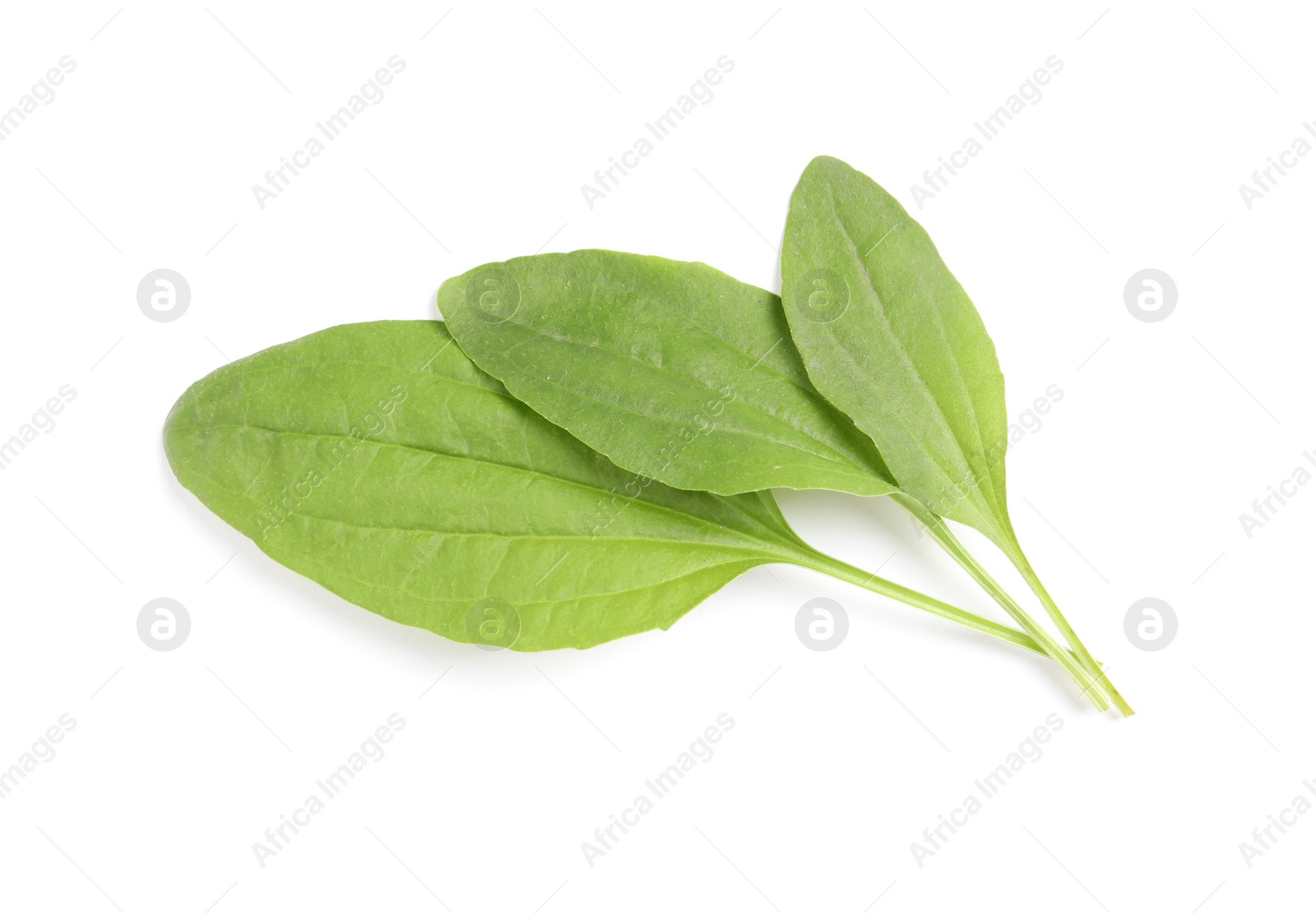 Photo of Leaves of broadleaf plantain on white background. Medicinal herb