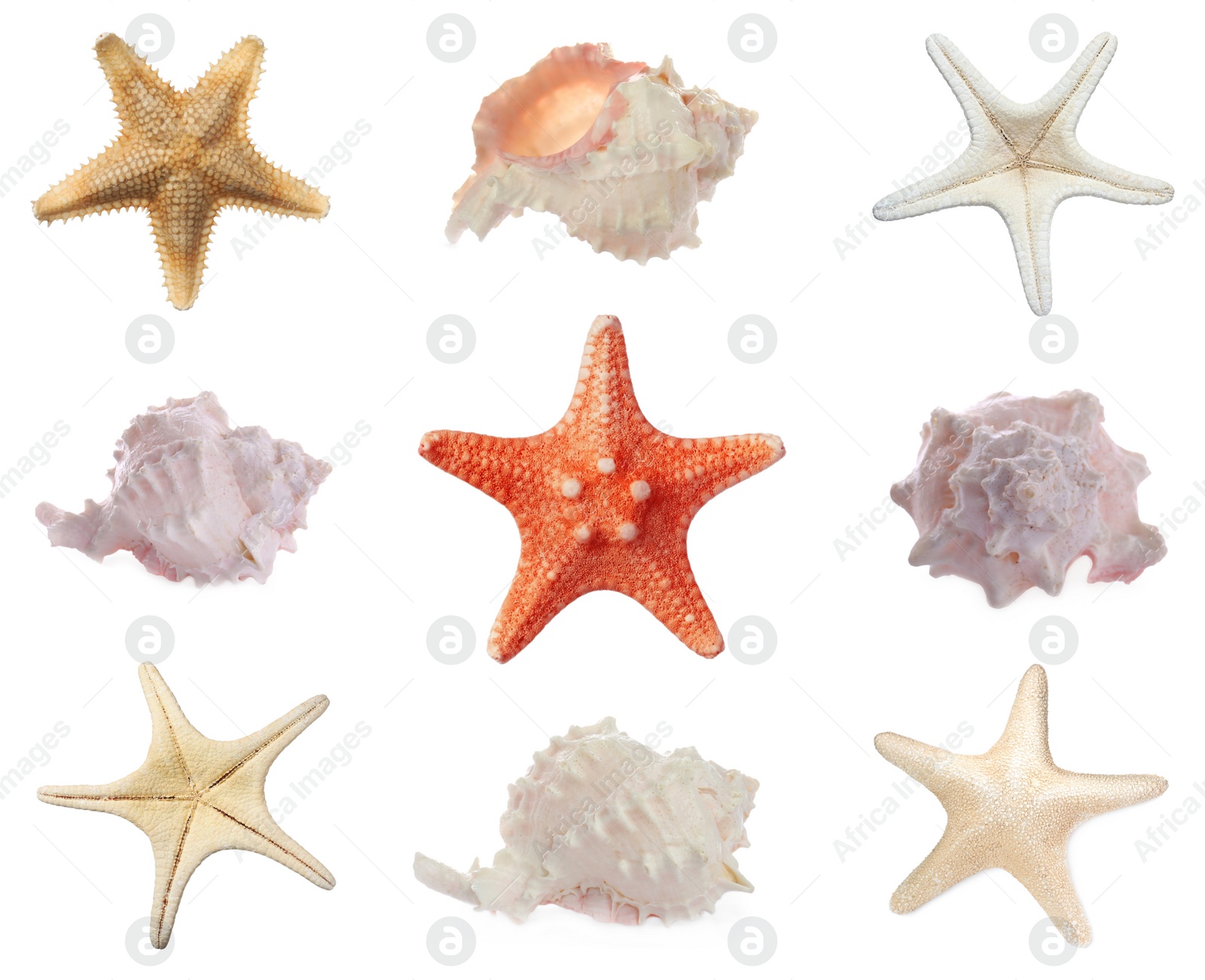 Image of Collection of different beautiful sea stars and shells on white background