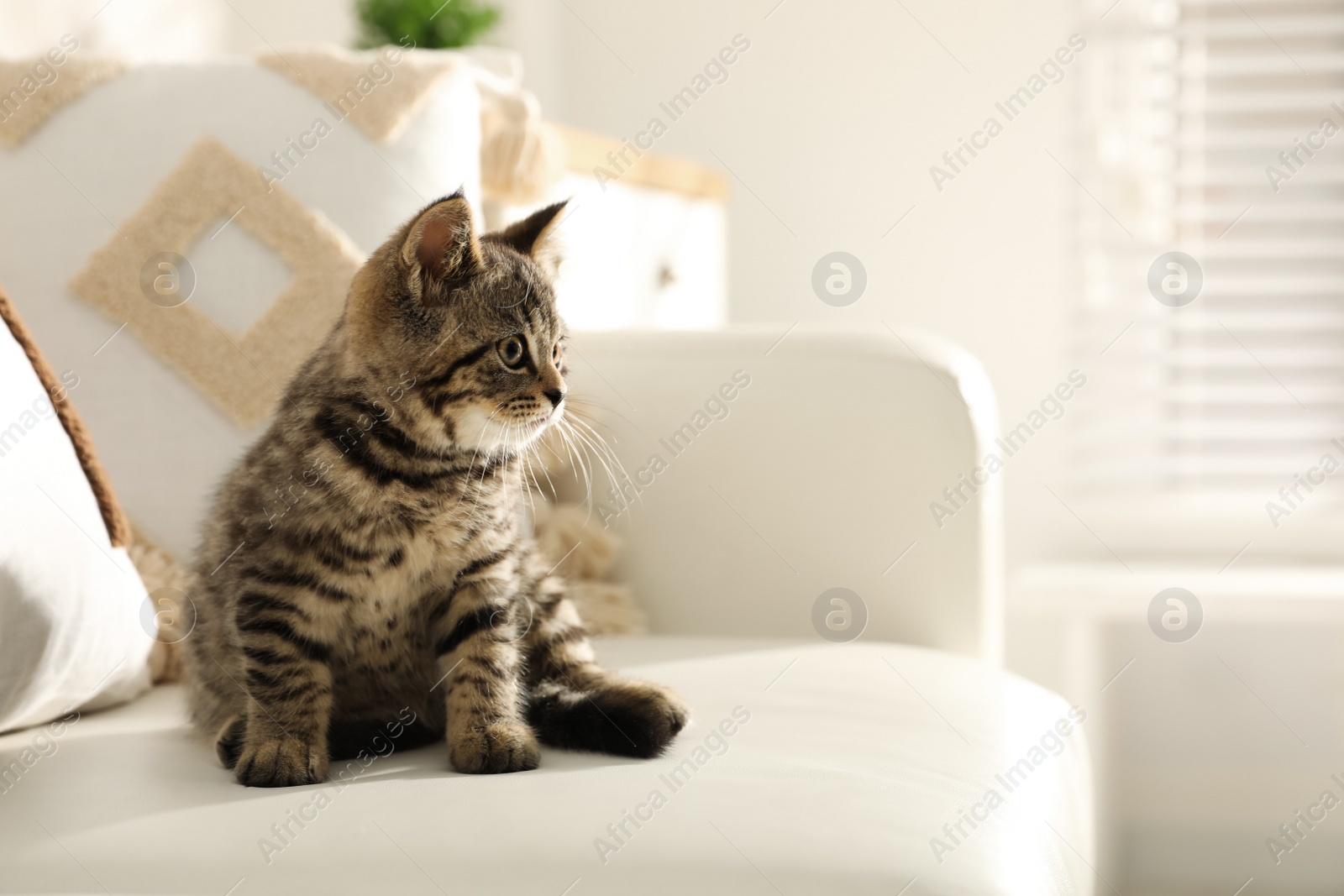 Photo of Cute tabby kitten on sofa indoors, space for text. Baby animal