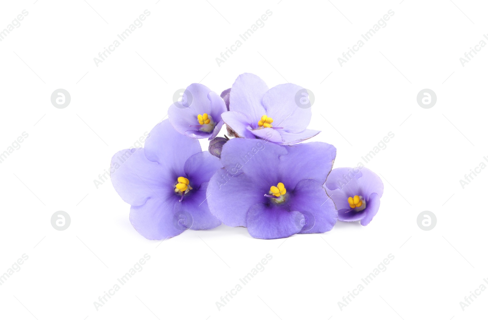 Photo of Purple flowers of violet plant isolated on white