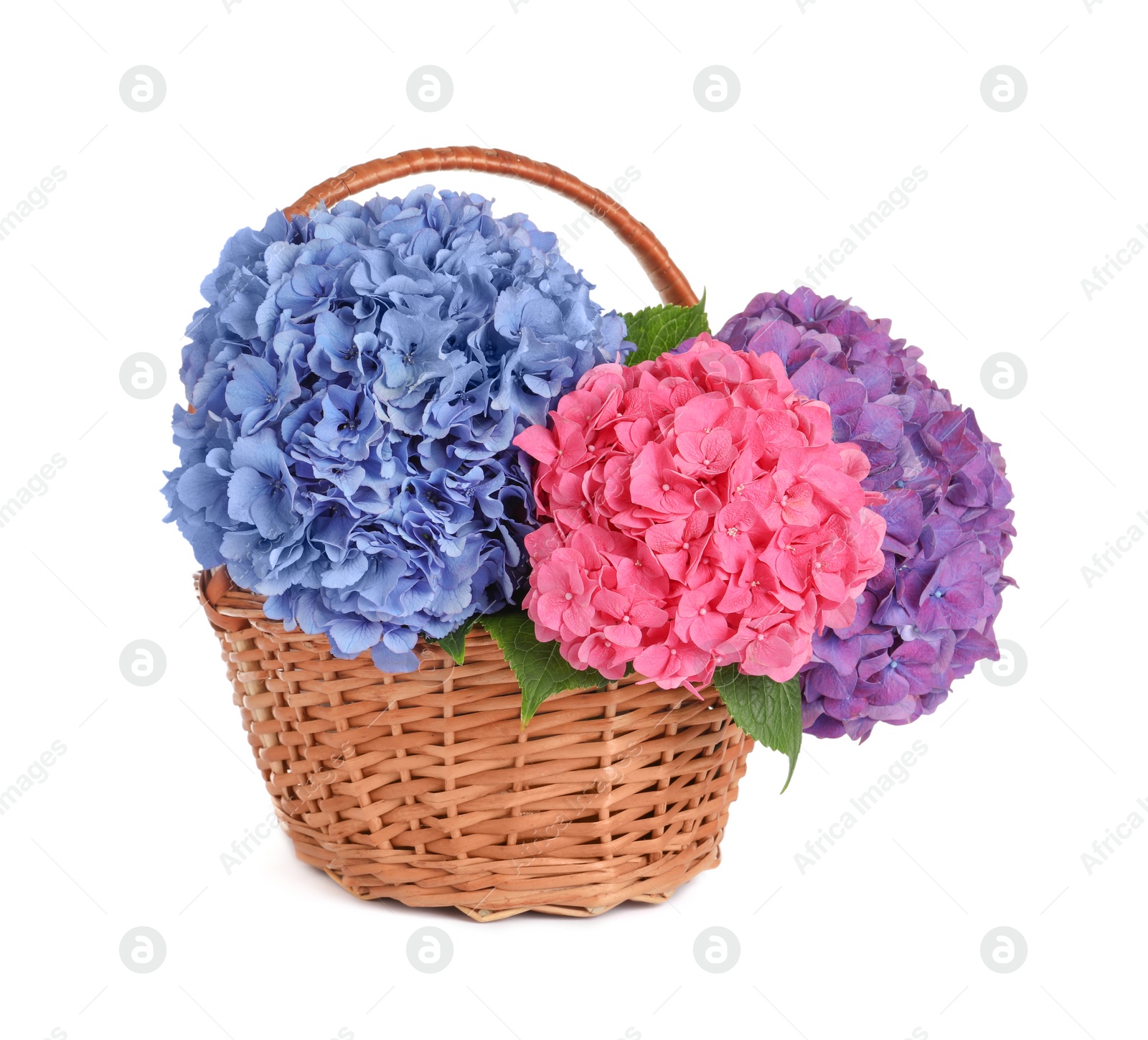 Photo of Bouquet with beautiful hortensia flowers in wicker basket isolated on white