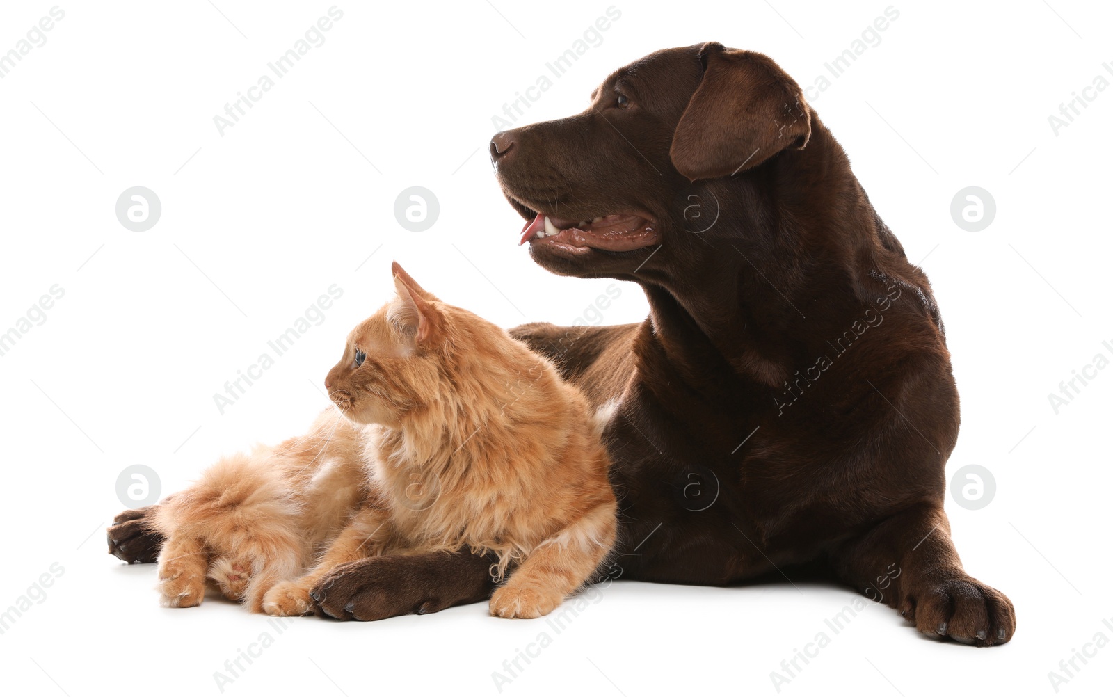 Photo of Cat and dog together isolated on white. Fluffy friends