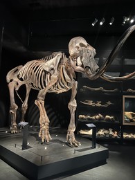 Photo of Leiden, Netherlands - June 18, 2022: Life size skeleton of Mammoth in Naturalis Biodiversity Center