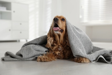 Cute English cocker spaniel dog with grey plaid on floor at home
