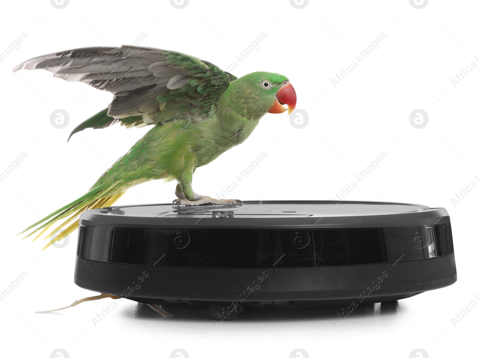 Photo of Modern robotic vacuum cleaner and Alexandrine parakeet on white background