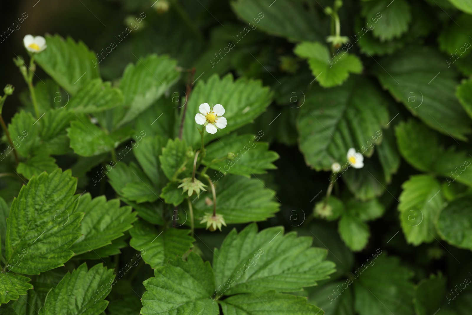 Photo of Wild strawberry bushes growing outdoors. Seasonal berries