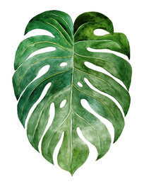 Beautiful watercolor tropical leaf painted on white paper, top view