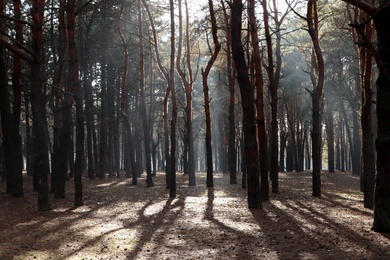 Photo of Picturesque view of beautiful forest on sunny day