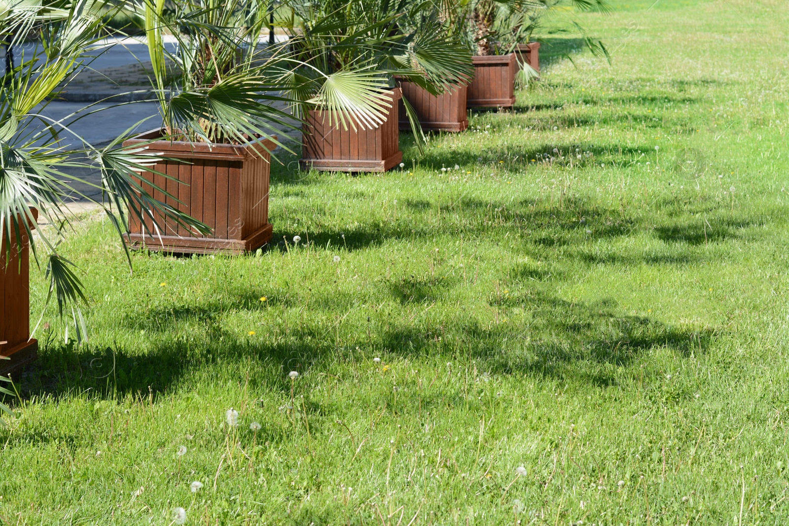 Photo of Palm trees and green grass on sunny day