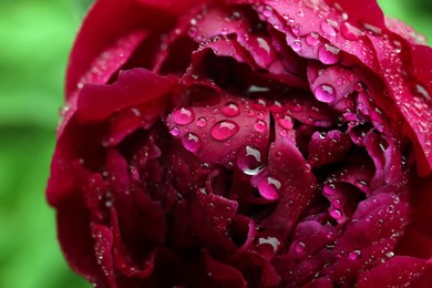 Photo of Beautiful red peony flower with dew drops, closeup