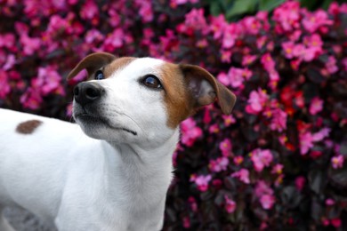 Photo of Beautiful Jack Russell Terrier dog near flowers outdoors. Space for text