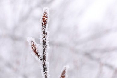 Photo of Beautiful tree branch covered with snow on winter day, closeup. Space for text