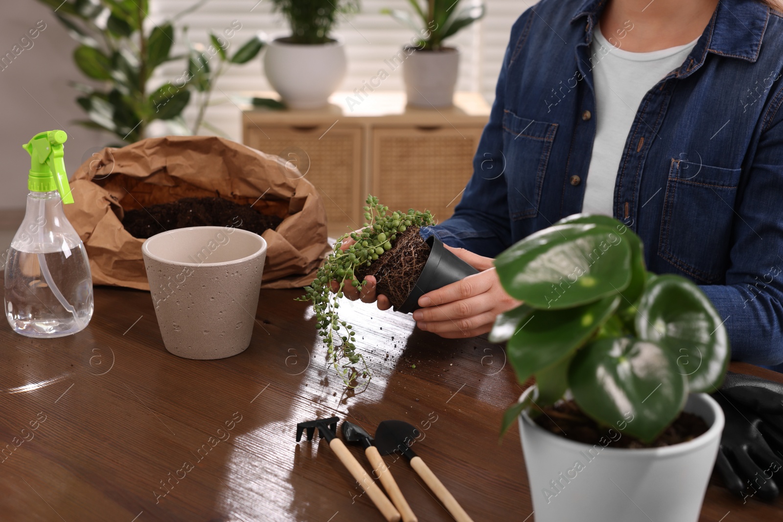 Photo of Woman transplanting houseplant into new pot at wooden table indoors, closeup