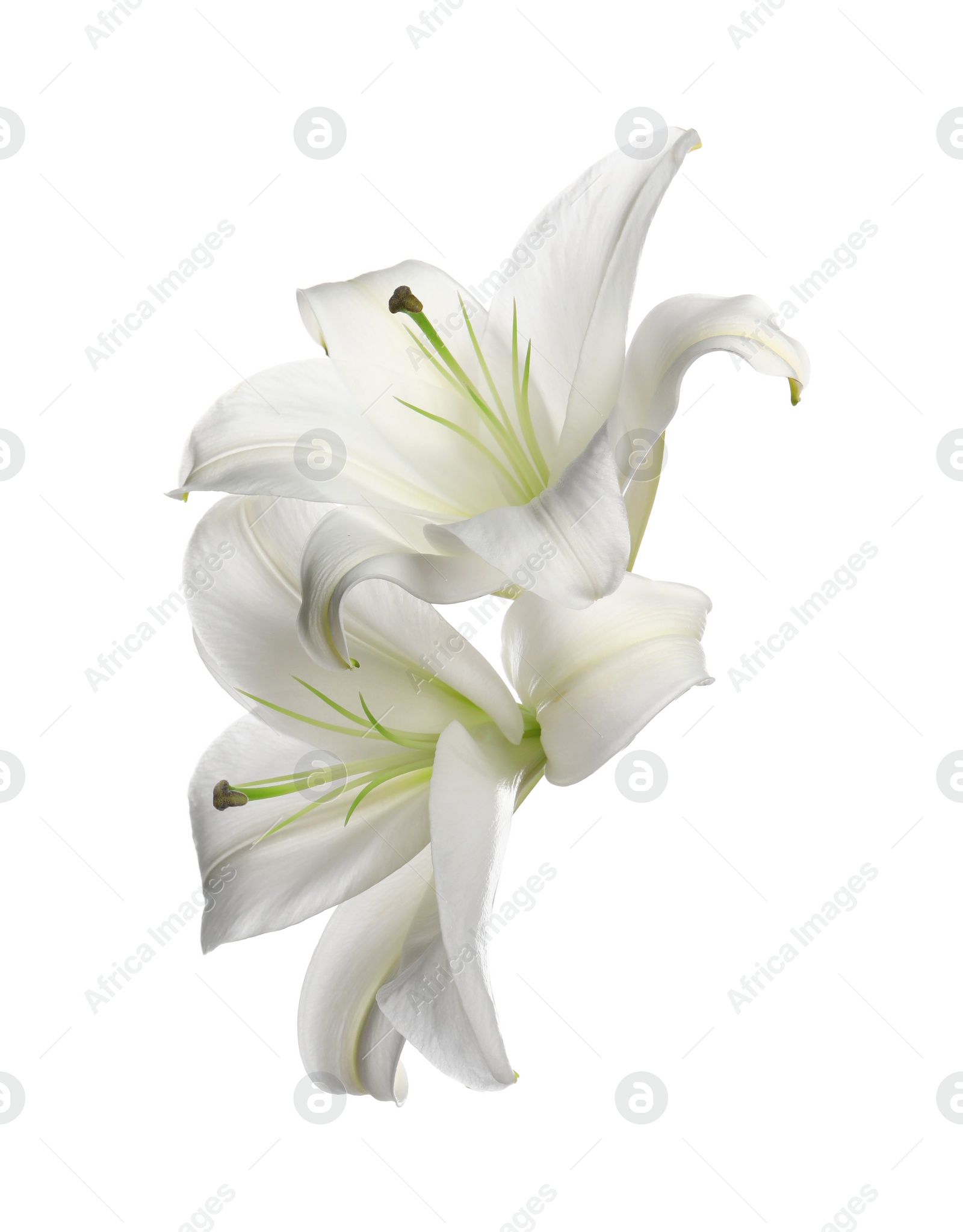 Photo of Beautiful fresh lily flowers isolated on white