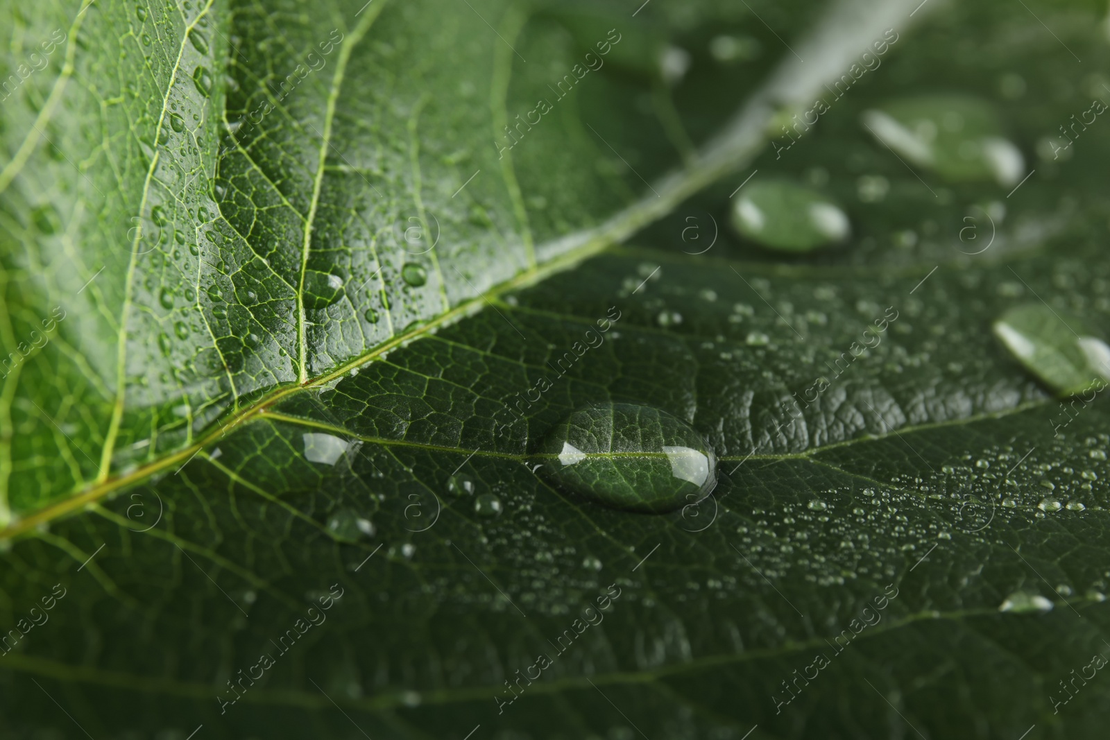 Photo of Beautiful green leaf with water drops, closeup