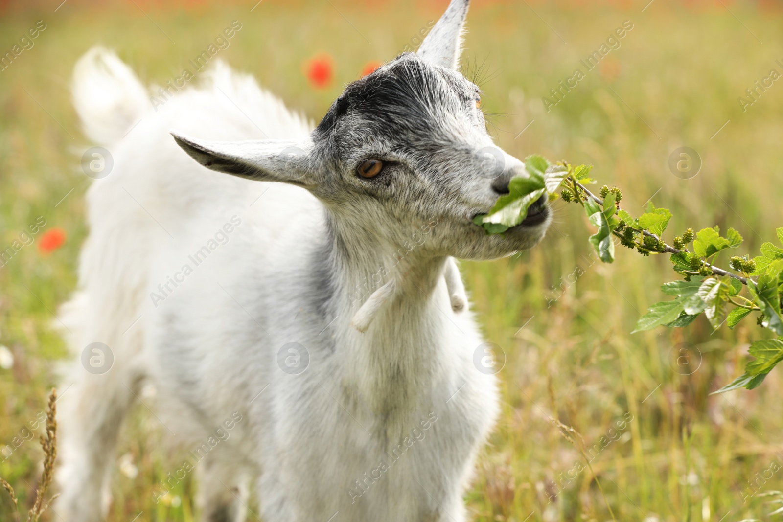 Photo of Cute grey goatling in field. Animal husbandry