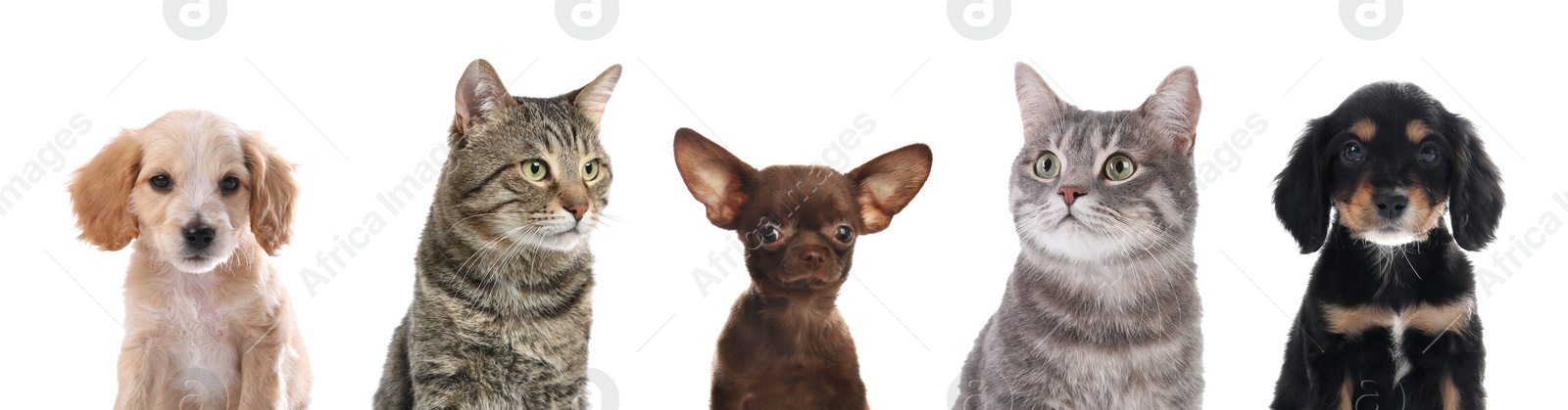 Image of Cute funny cats and dogs on white background. Banner design