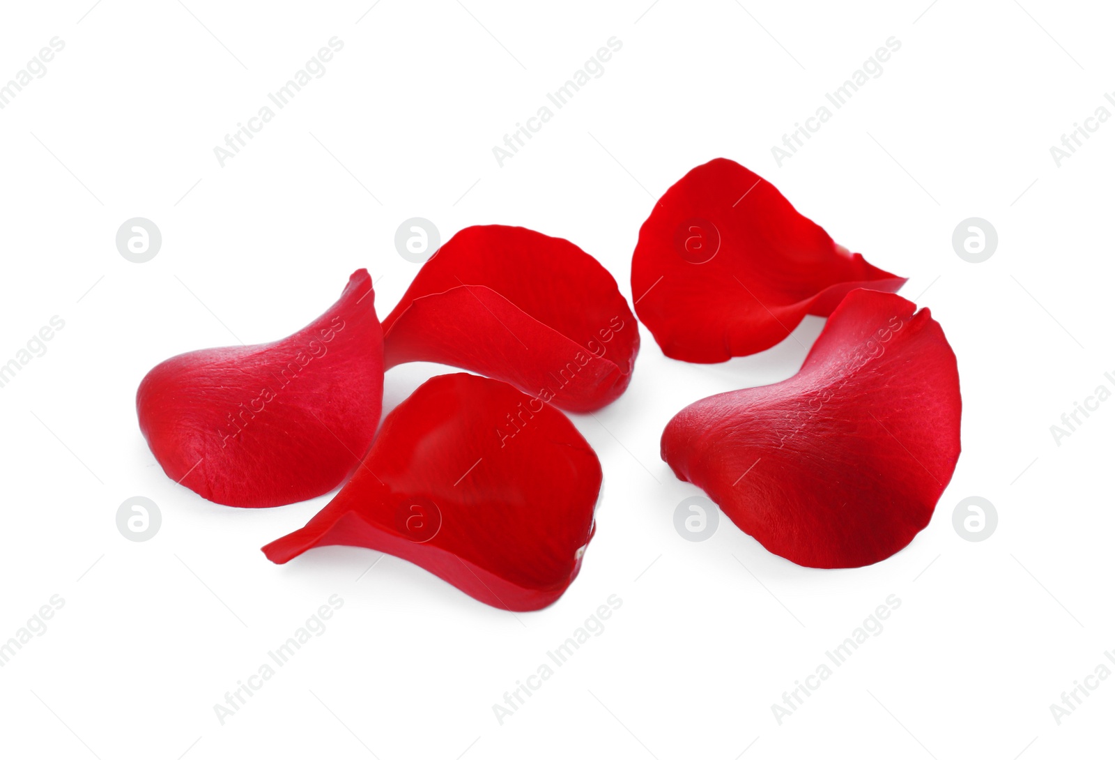 Photo of Fresh red rose petals on white background