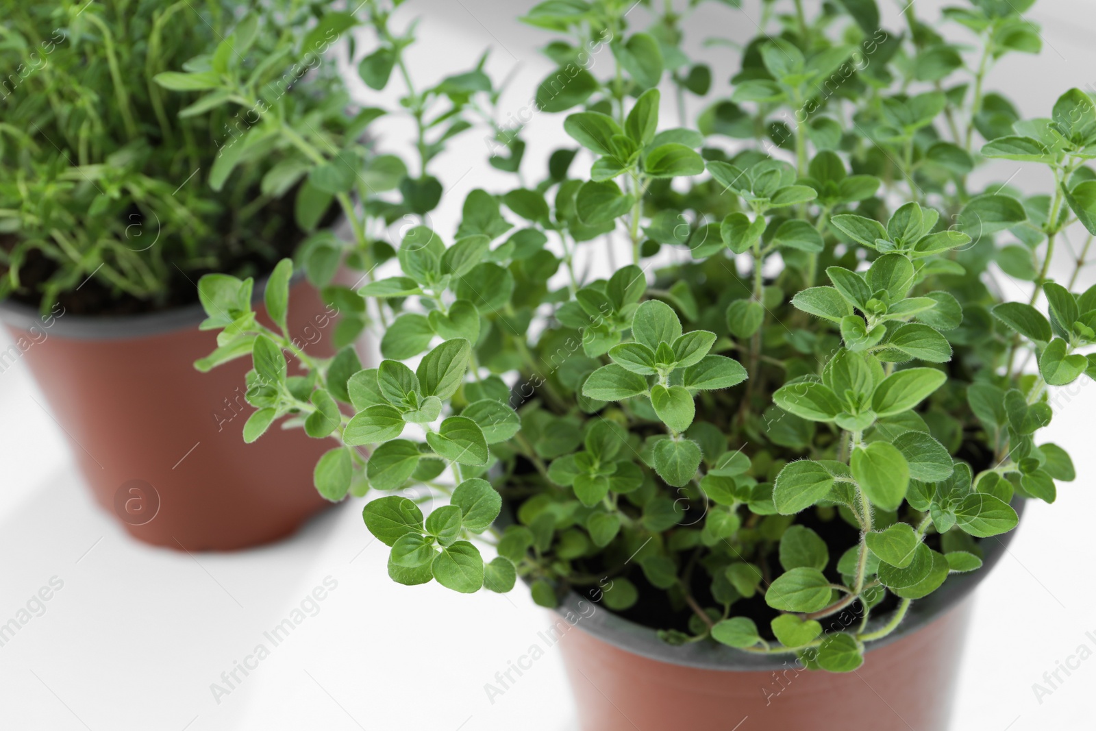 Photo of Different fresh potted herbs on windowsill indoors, closeup