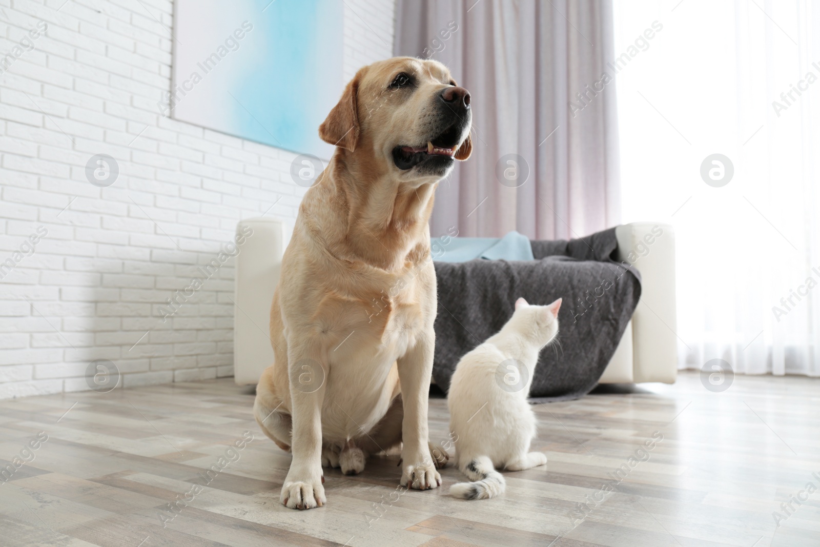 Photo of Adorable dog and cat together on floor indoors. Friends forever