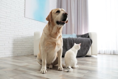 Adorable dog and cat together on floor indoors. Friends forever