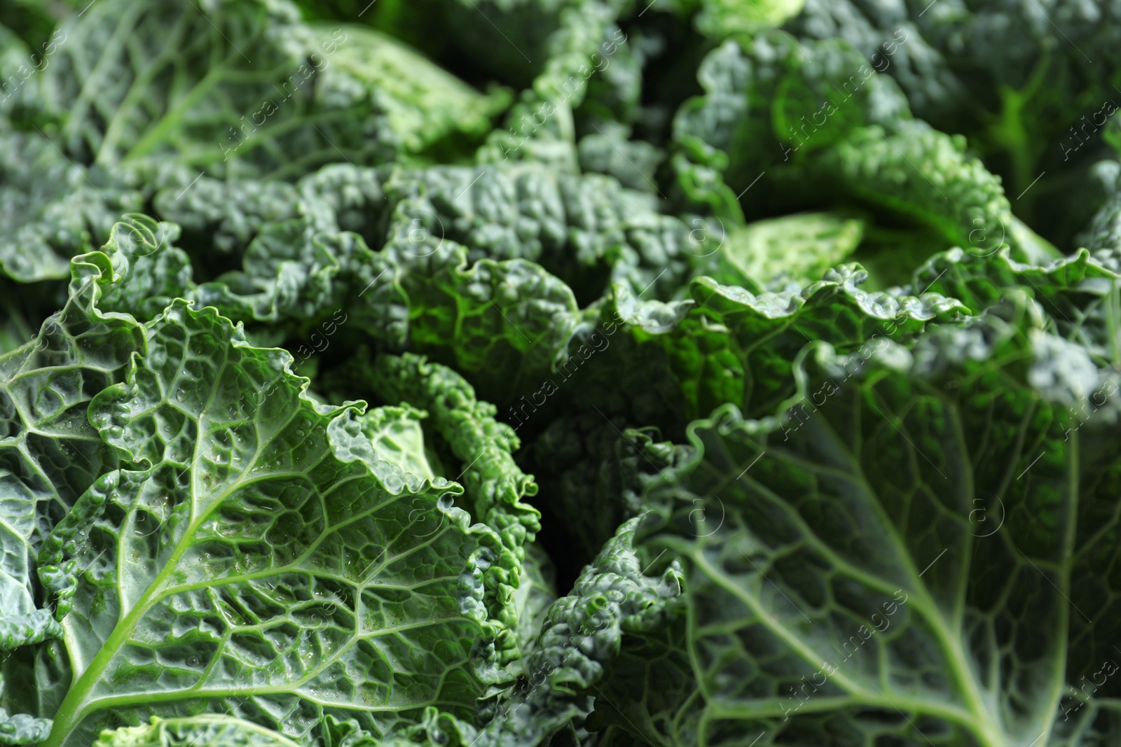 Photo of Fresh green savoy cabbages as background, closeup