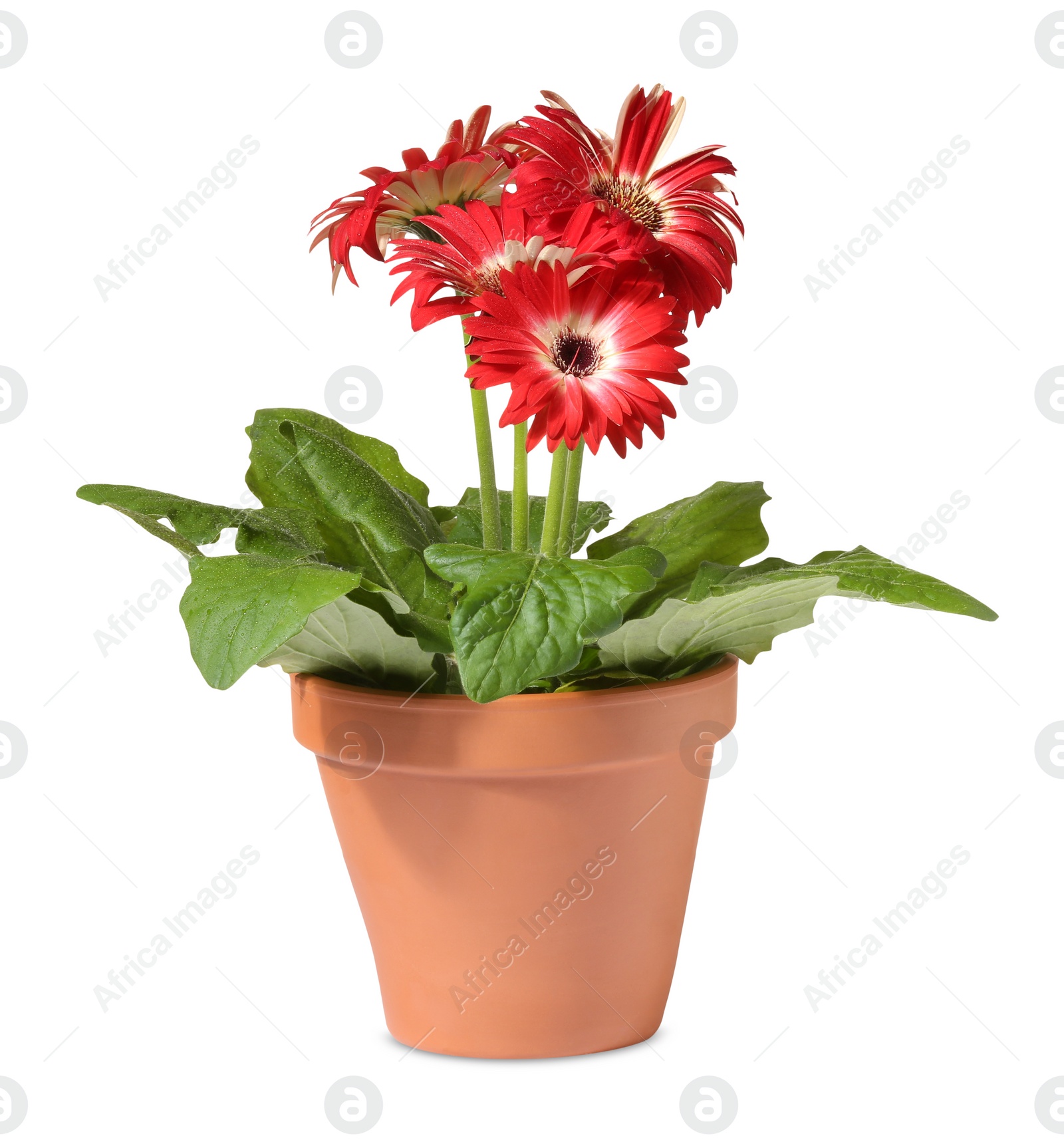 Photo of Gerbera flower in terracotta pot on white background