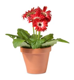 Photo of Gerbera flower in terracotta pot on white background