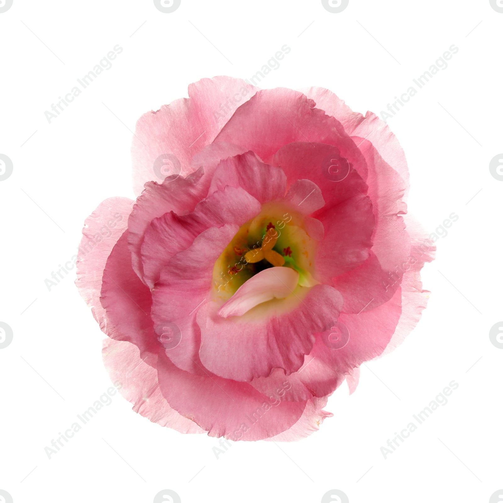 Photo of Beautiful fresh Eustoma flower on white background