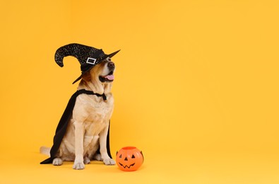 Photo of Cute Labrador Retriever dog in black cloak and hat with Halloween bucket on orange background. Space for text