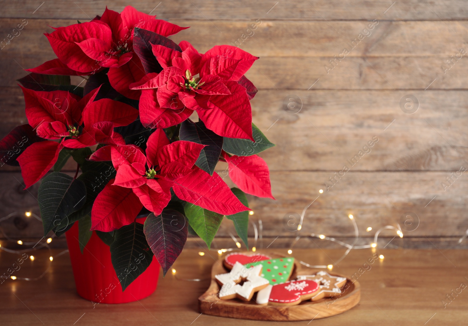 Photo of Poinsettia (traditional Christmas flower), cookies and string lights on wooden table. Space for text