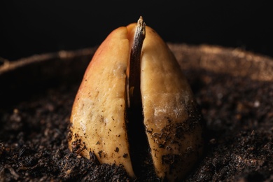 Avocado pit with sprout in pot, closeup