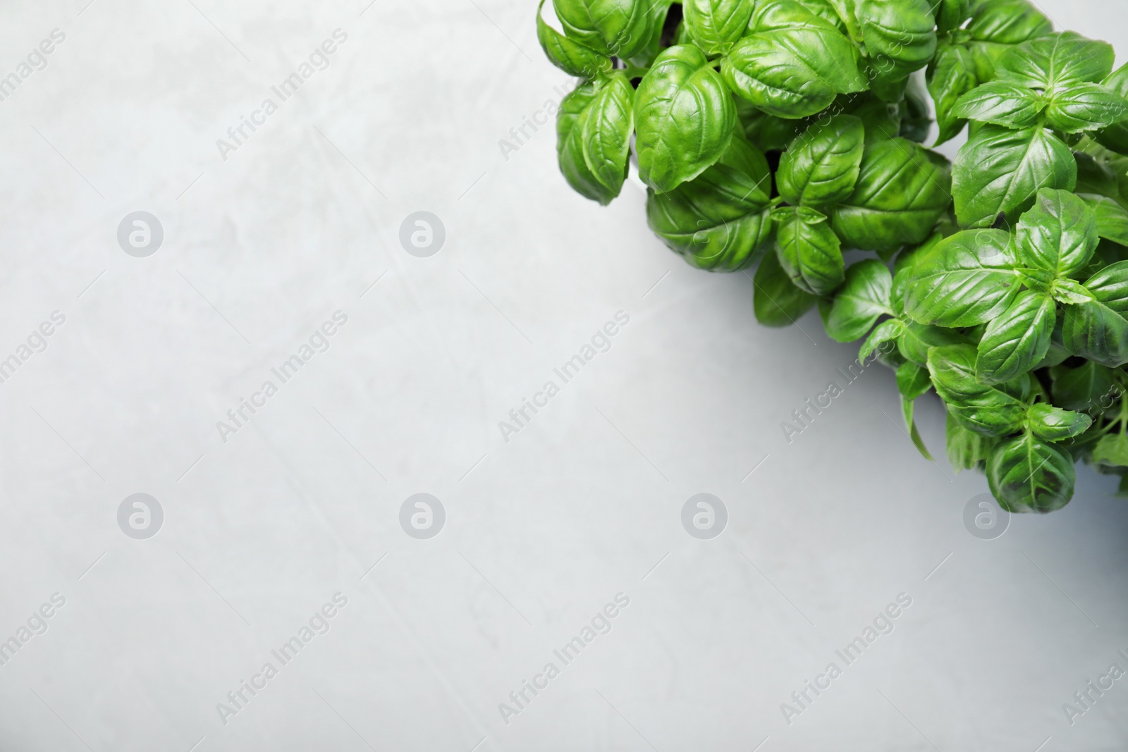 Photo of Fresh basil in pots on light background, top view with space for text