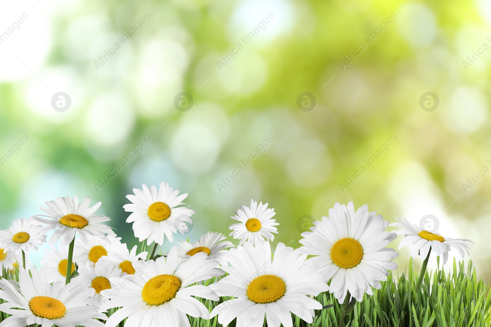 Image of Beautiful chamomile flowers outdoors on sunny day. Springtime 