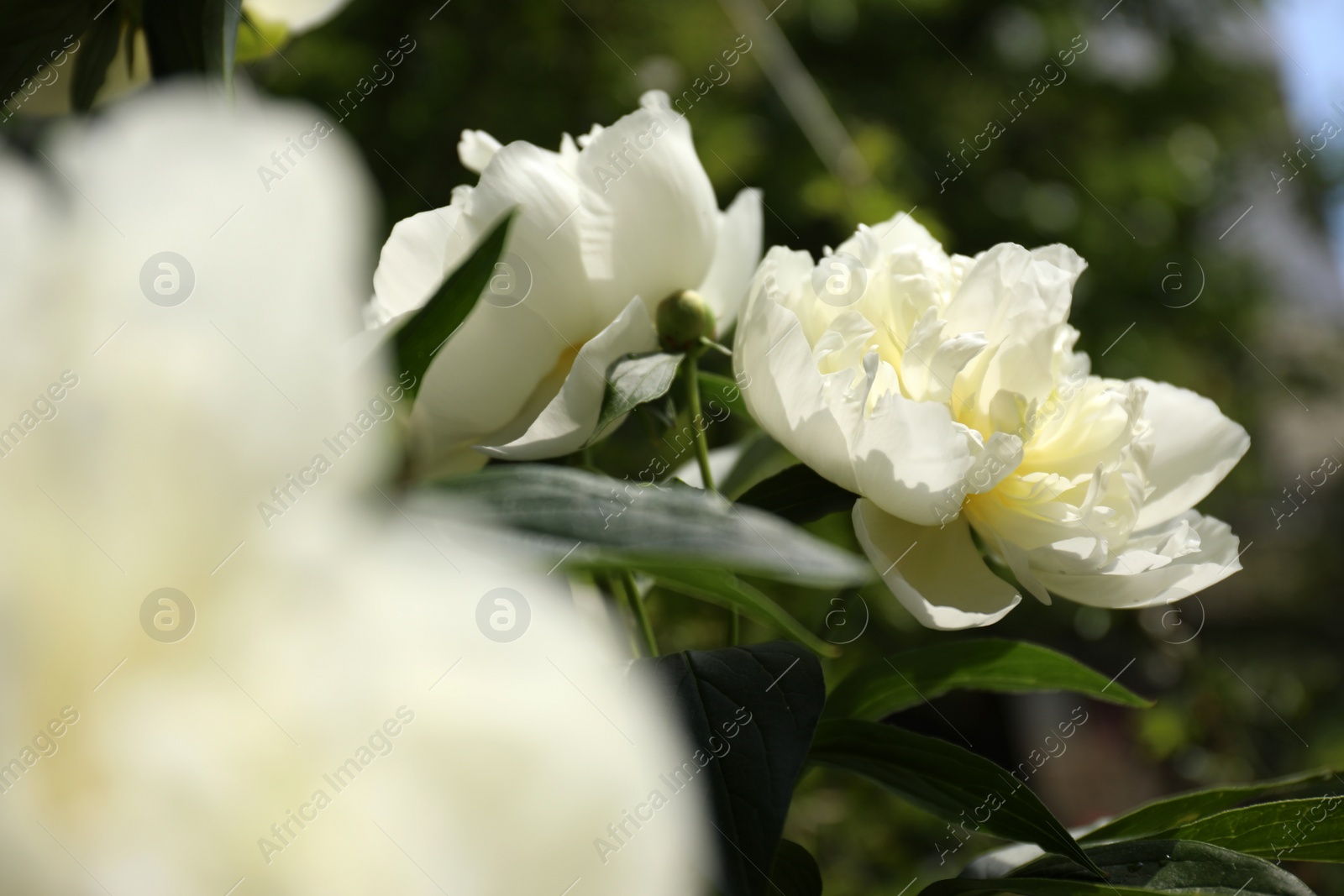 Photo of Closeup view of blooming white peony bush outdoors